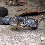 mountain-slug-snake_th-5579001