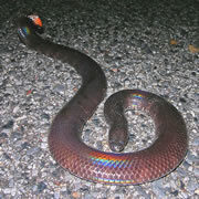 red-tailed-pipe-snake_th-5782026