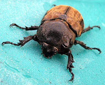 beetle-3689793