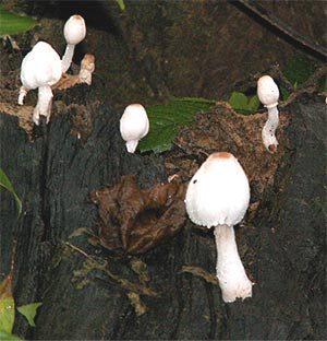 fungi-9-9889345
