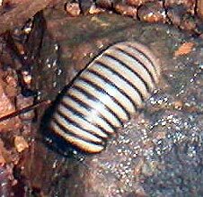 pillbug-8588721