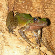 cave-frog_th-8154408