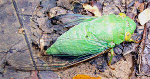 cicadidae-2315490