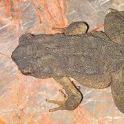 gray-cave-toad_th-8849342