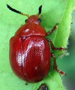 beetle-9289374