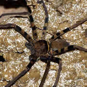 cave-spider1_th-5798575