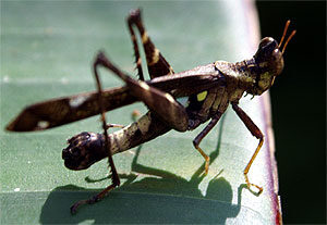 grasshopper-4333655