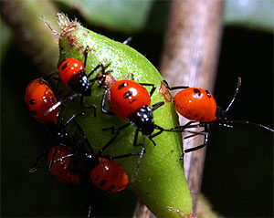 ladybugs-1-6208451