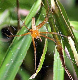 spider-1-4388691