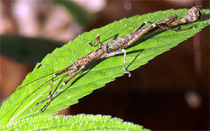 stick-insect-1-5460366